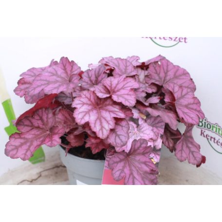 Tűzeső tűzgyöngyvirág Heuchera 'Wild Rose' 30-35cm 2 lit.