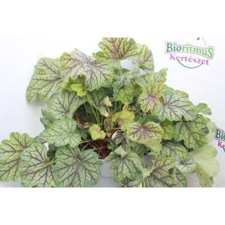 Tűzeső Heuchera Emerald Queen' 30-35cm C2 lit.