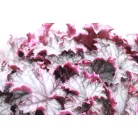 Tűzeső Heuchera Blackberry Jam 30-35cm C2 lit.