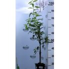 Tétényi bőtermő mandula