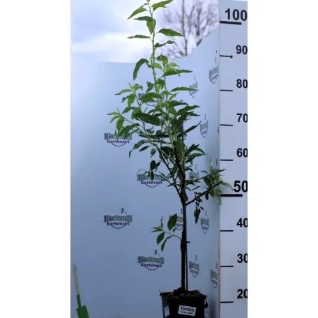 Tétényi bőtermő mandula