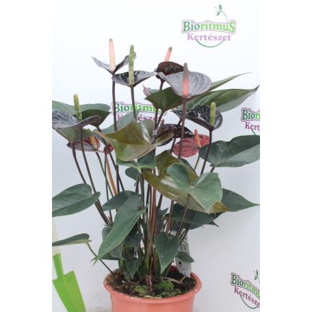 Fekete flamingóvirág Anthurium Paris Black 17 cm-es cserépben