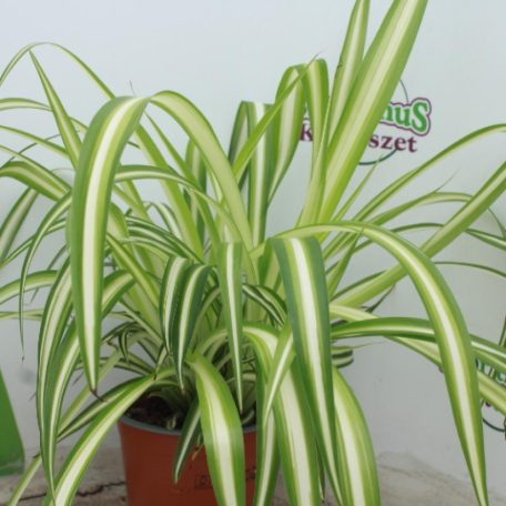 Csokrosinda/Zöldike Chlorophytum comosum 'Variegatum' 12 cm-es cserépben