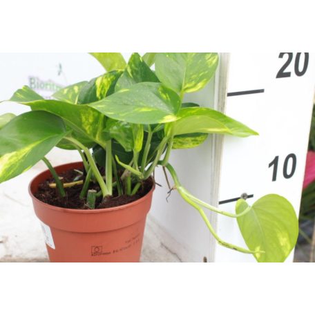 Szobai futóka Epipremnum pinnatum Aureum 12 cm-es cserépben