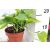 Szobai futóka Epipremnum pinnatum Aureum 12 cm-es cserépben