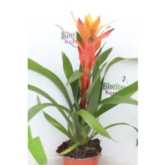 Bromélia Guzmania mix 12 cm-es cserépben