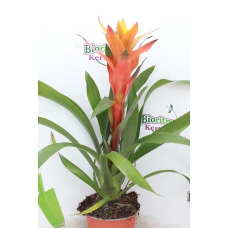 Guzmania mix bromélia Guzmania mix 12 cm -es cserépben