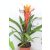 Guzmania mix bromélia Guzmania mix 12 cm -es cserépben