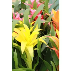 Bromélia Guzmania mix 12 cm-es cserépben