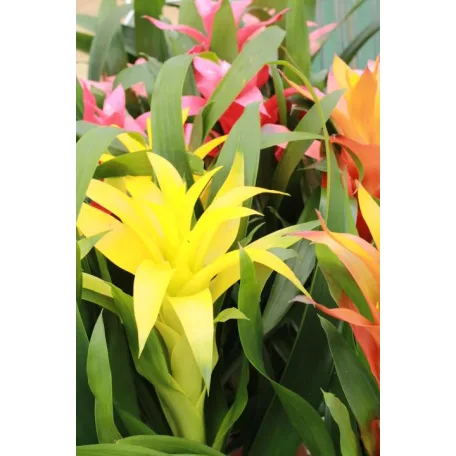 Bromélia Guzmania mix 12 cm-es cserépben
