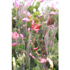 Karácsony kaktusz Schlumbergera mix 18+ 9cm