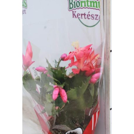 Karácsonyi kaktusz piros Schlumbergera red 18+ 9cm-es cserépben