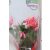 Karácsonyi kaktusz piros Schlumbergera red 18+ 9cm-es cserépben