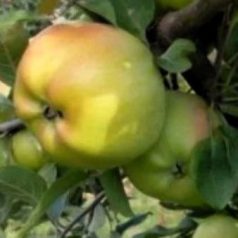 London Pepin Bőralma konténeres