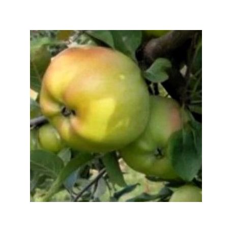 London Pepin Bőralma konténeres