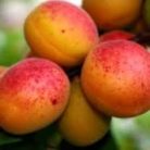 Harmat kajszi konténeres