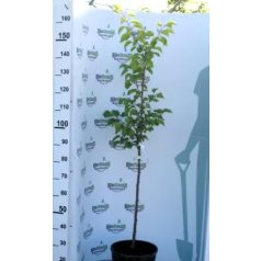 Harmat kajszi konténeres