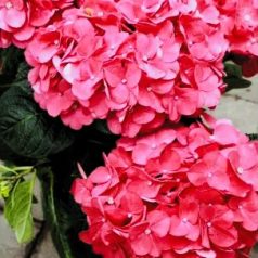   Kerti hortenzia Hydrangea macrophylla 'Forever & Ever 30-35 cm