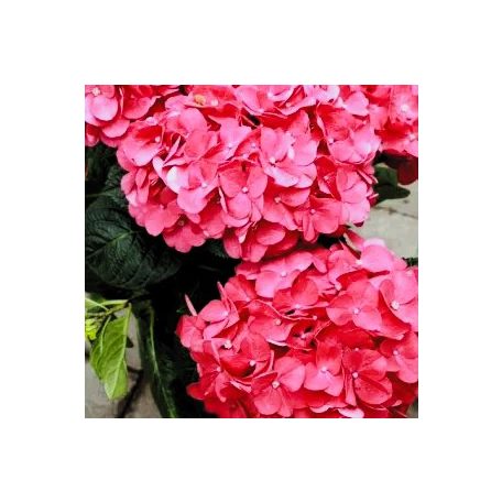 Kerti hortenzia Hydrangea macrophylla 'Forever & Ever 30-35 cm
