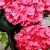 Kerti hortenzia Hydrangea macrophylla 'Forever & Ever 30-35 cm