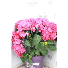   Kerti hortenzia Hydrangea macrophylla 'Forever & Ever 30-35 cm
