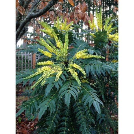 Dúsvirágú cserjés mahónia Mahonia x media 'Charity' 30-40 cm