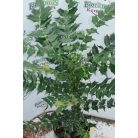 Dúsvirágú cserjés mahónia Mahonia x media 'Charity' 30-40 cm