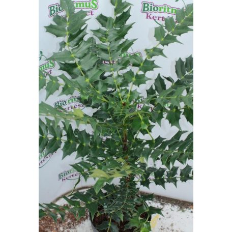 Dúsvirágú cserjés mahónia Mahonia x media 'Charity' 30-40 cm
