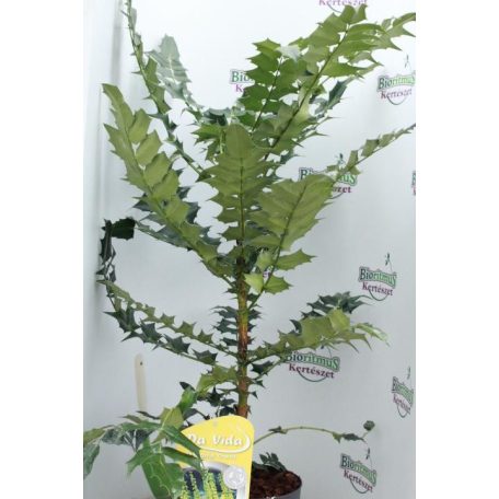 Dúsvirágú cserjés mahónia Mahonia x media 'Charity' 30-40 cm