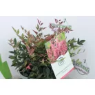 Japán szentfa Nandina domestica 'Obsessed' 20 cm