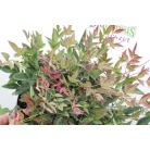Japán szentfa Nandina domestica 'Obsessed' 20 cm