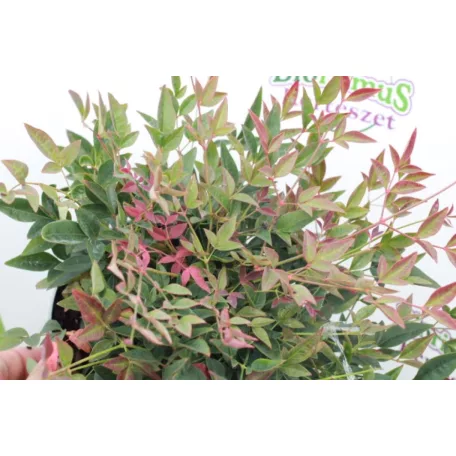 Japán szentfa Nandina domestica 'Obsessed' 20 cm