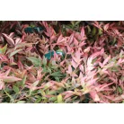 Japán szentfa Nandina domestica 'Obsessed' 20 cm