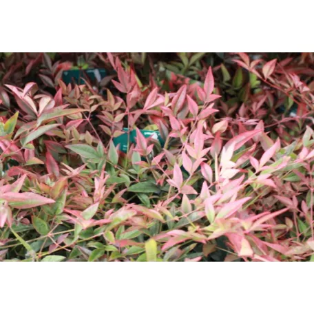 Japán szentfa Nandina domestica 'Obsessed' 20 cm