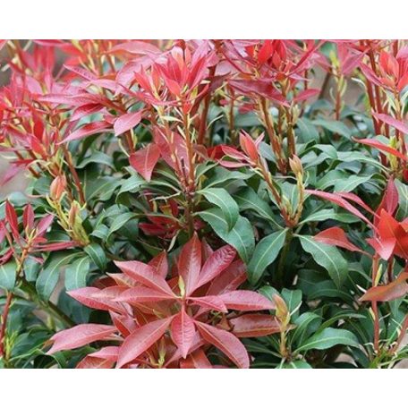 Babérhanga Pieris japonica 'Mountain Fire' 15-20 cm