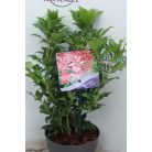 Babérhanga Pieris japonica 'Mountain Fire' 15-20 cm