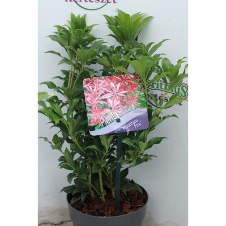 Babérhanga Pieris japonica 'Mountain Fire' 15-20 cm