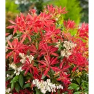 Babérhanga Pieris japonica 'Forest Flame' 15-20 cm