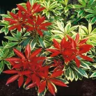 Babérhanga Pieris japonica 'Flaming Silver' 15-20 cm