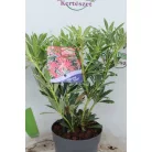 Babérhanga Pieris japonica 'Flaming Silver' 15-20 cm