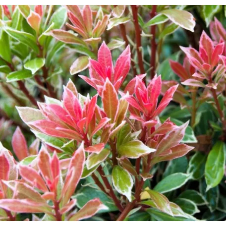 Babérhanga Pieris japonica 'Little Heath' 15-20 cm