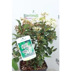 Téli Bangita Viburnum tinus 20-25 cm