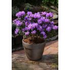 Örökzöld havasszépe törpe lila Rhododendron impeditum 'Azurika' 20-25 cm