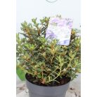 Örökzöld havasszépe törpe lila Rhododendron impeditum 'Azurika' 20-25 cm
