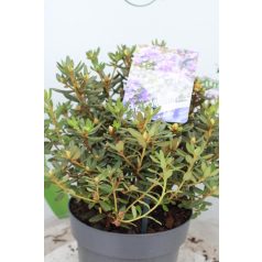   Örökzöld havasszépe törpe lila Rhododendron impeditum 'Azurika' 20-25 cm