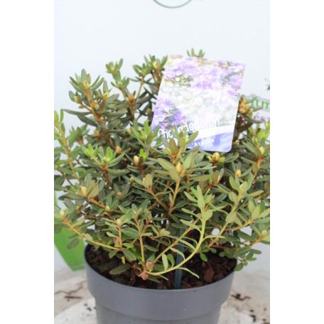 Örökzöld havasszépe törpe lila Rhododendron impeditum 'Azurika' 20-25 cm