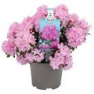 Örökzöld havasszépe törpe rózsaszínRhododendron 'Pintail' 20-25 cm