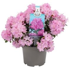   Örökzöld havasszépe törpe rózsaszínRhododendron 'Pintail' 20-25 cm