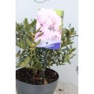 Örökzöld havasszépe törpe rózsaszínRhododendron 'Pintail' 20-25 cm