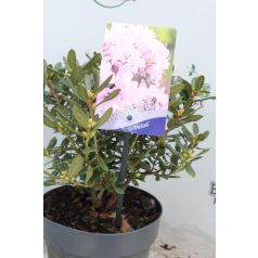  Örökzöld havasszépe törpe rózsaszínRhododendron 'Pintail' 20-25 cm